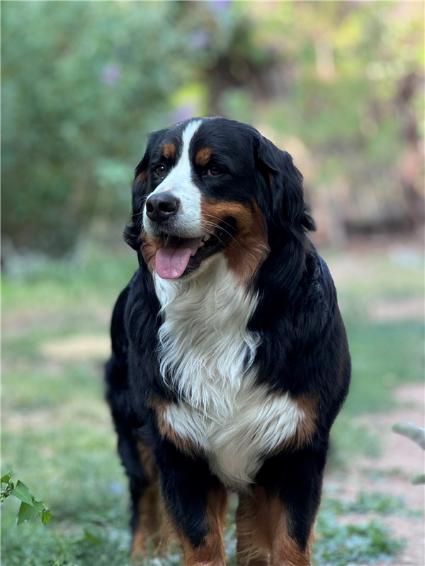 /Images/uploads/The Santa Fe New Mexican/santafepetcontest/entries/34047thumb.jpg